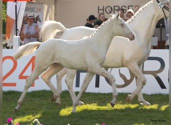 Tysk ridponny, Sto, Föl (03/2023), 148 cm, Perlino