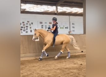 Tysk ridponny, Valack, 10 år, 148 cm, Palomino