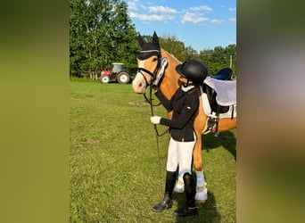 Tysk ridponny, Valack, 10 år, 148 cm, Palomino