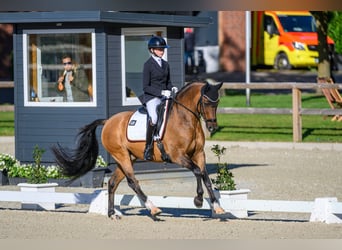 Tysk ridponny, Valack, 10 år, 149 cm, Black