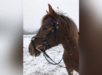 Tysk ridponny, Valack, 11 år, 145 cm, fux