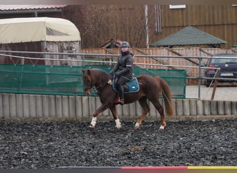 Tysk ridponny, Valack, 11 år, 145 cm, fux