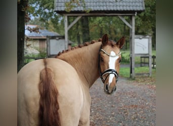 Tysk ridponny, Valack, 11 år, 148 cm, fux