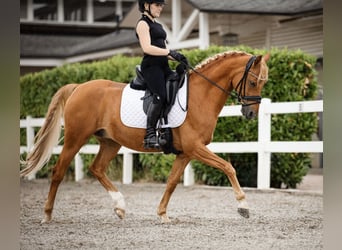 Deutsches Reitpony, Wallach, 12 Jahre, 148 cm, Fuchs