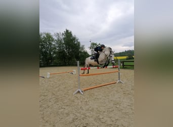 Tysk ridponny, Valack, 13 år, 148 cm, Grå-flugskimmel