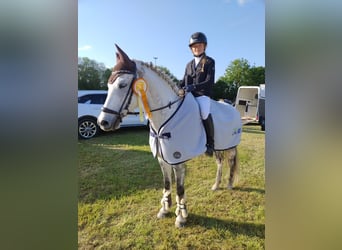 Tysk ridponny, Valack, 13 år, 148 cm, Grå-flugskimmel