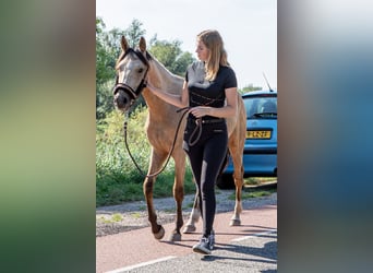 Tysk ridponny, Valack, 2 år, 146 cm, Gulbrun