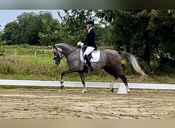 Tysk ridponny, Valack, 3 år, 147 cm, Grå