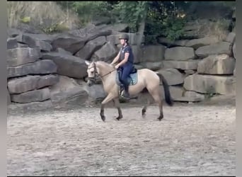 Tysk ridponny, Valack, 3 år, 147 cm, Gulbrun