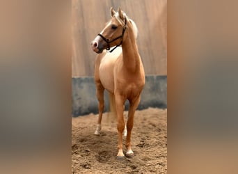 Tysk ridponny, Valack, 3 år, 147 cm, Palomino