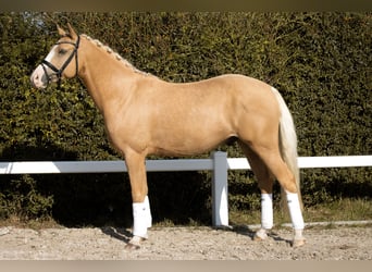 Tysk ridponny, Valack, 4 år, 147 cm, Palomino