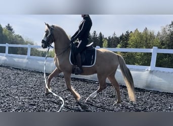 Tysk ridponny, Valack, 4 år, 154 cm, Palomino