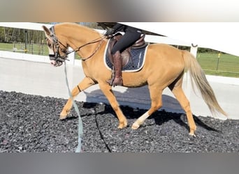 Tysk ridponny, Valack, 4 år, 154 cm, Palomino