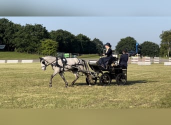 Tysk ridponny, Valack, 5 år, 145 cm, Grå