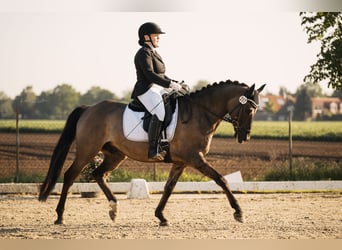 Tysk ridponny, Valack, 5 år, 149 cm, Konstantskimmel