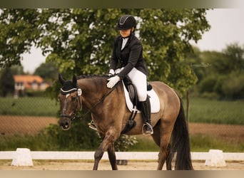Tysk ridponny, Valack, 5 år, 149 cm, Konstantskimmel