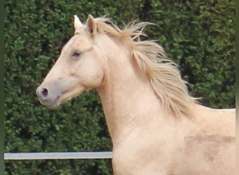 Tysk ridponny, Valack, 6 år, 145 cm, Palomino