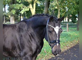 Tysk ridponny, Valack, 6 år, 147 cm, Mörkbrun