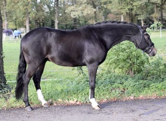 Tysk ridponny, Valack, 6 år, 147 cm, Mörkbrun