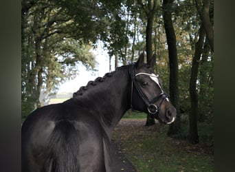 Tysk ridponny, Valack, 6 år, 147 cm, Mörkbrun