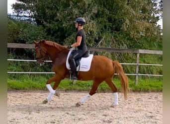Tysk ridponny, Valack, 7 år, 146 cm, fux