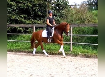 Tysk ridponny, Valack, 7 år, 146 cm, fux