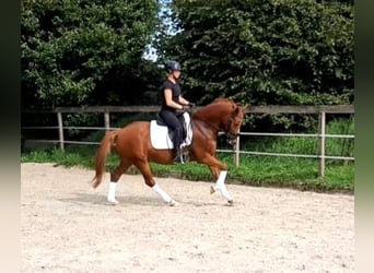 Tysk ridponny, Valack, 7 år, 146 cm, fux