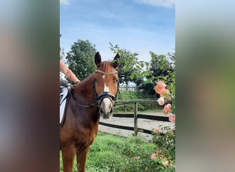 Tysk ridponny, Valack, 7 år, 146 cm, fux