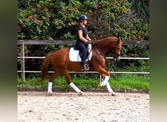 Tysk ridponny, Valack, 7 år, 146 cm, fux
