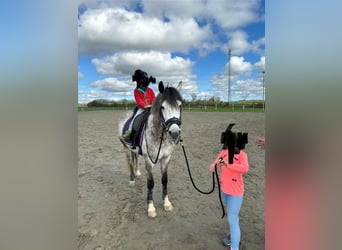 Tysk ridponny, Valack, 7 år, 146 cm, Grå