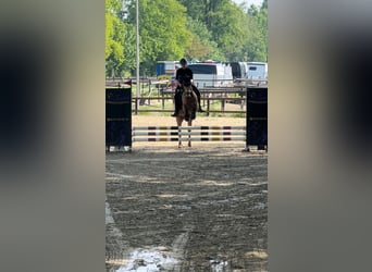 Tysk ridponny, Valack, 7 år, 148 cm, Gulbrun