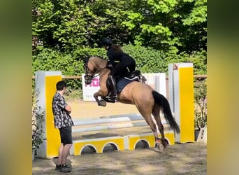 Tysk ridponny, Valack, 7 år, 148 cm, Gulbrun