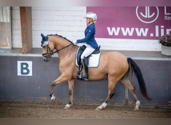 Tysk ridponny, Valack, 7 år, 148 cm, Gulbrun