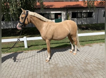 Tysk ridponny, Valack, 8 år, 140 cm, Palomino