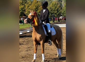 Tysk ridponny, Valack, 8 år, 140 cm, Palomino