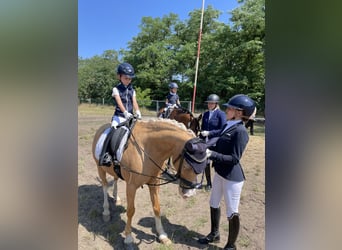 Tysk ridponny, Valack, 8 år, 140 cm, Palomino