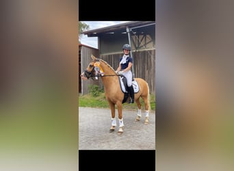 Tysk ridponny, Valack, 8 år, 140 cm, Palomino