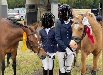 Tysk ridponny, Valack, 8 år, 140 cm, Palomino
