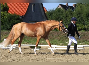 Tysk ridponny, Valack, 8 år, 148 cm, Fux med ål