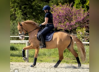 Tysk ridponny, Valack, 8 år, 148 cm, Fux med ål