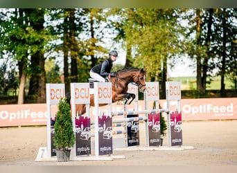 Deutsches Reitpony, Wallach, 9 Jahre, 147 cm, Dunkelbrauner