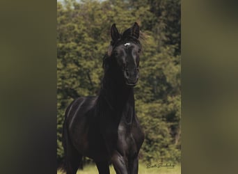 Tysk sporthäst, Hingst, 1 år, 157 cm, Rökfärgad svart