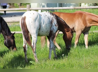 Tysk sporthäst, Hingst, 1 år, 170 cm, Leopard-Piebald