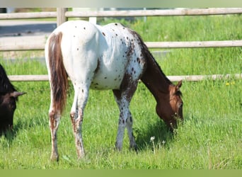 Tysk sporthäst, Hingst, 1 år, 170 cm, Leopard-Piebald