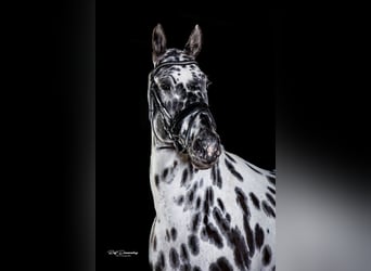 Tysk sporthäst, Hingst, 1 år, 170 cm, Leopard-Piebald