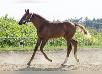 Tysk sporthäst, Hingst, 1 år, fux