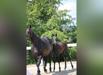 Tysk sporthäst, Hingst, 1 år, Grå