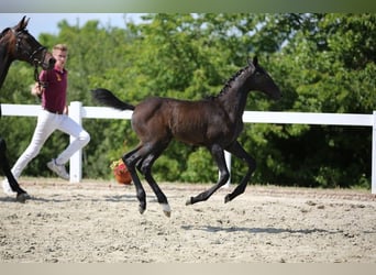 Tysk sporthäst, Hingst, 1 år, Grå