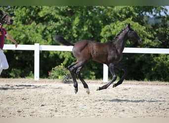 Tysk sporthäst, Hingst, 1 år, Grå