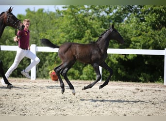 Tysk sporthäst, Hingst, 1 år, Grå